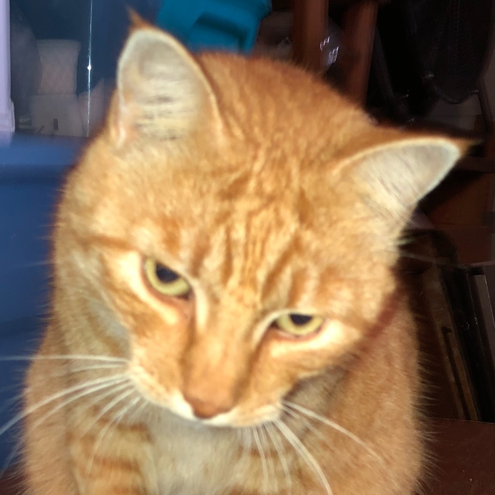 Meet your Posher, Kerri